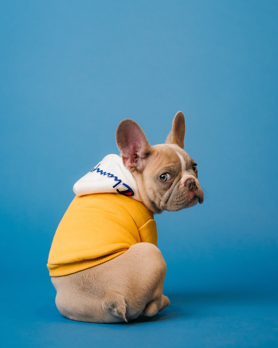 PETHEALTH visual preview
